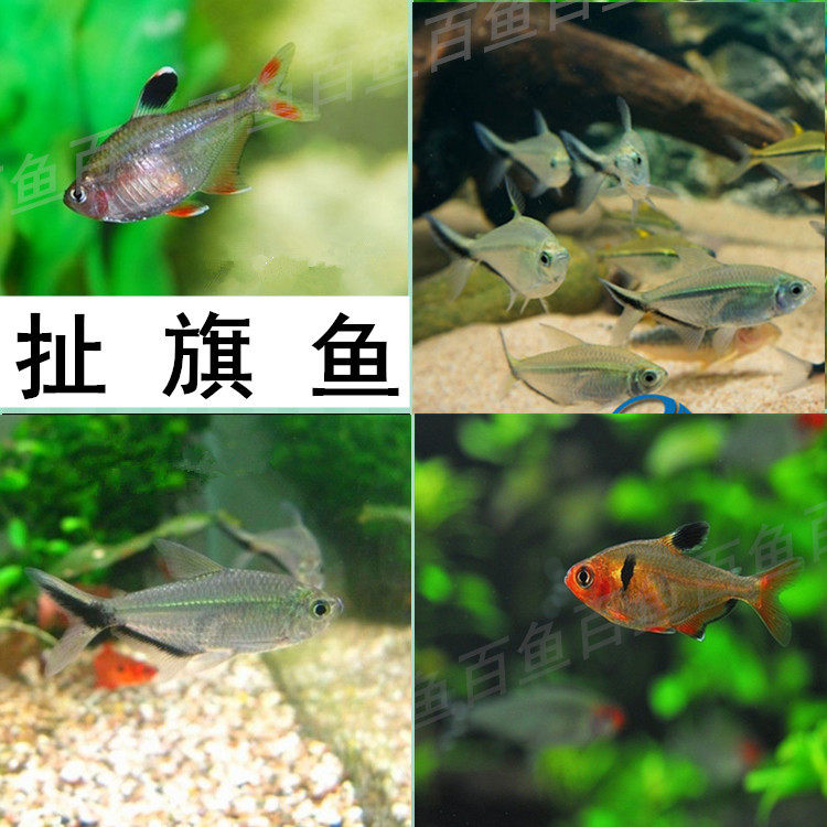 热带鱼大红勾扯旗鱼玫瑰扯旗混养缸