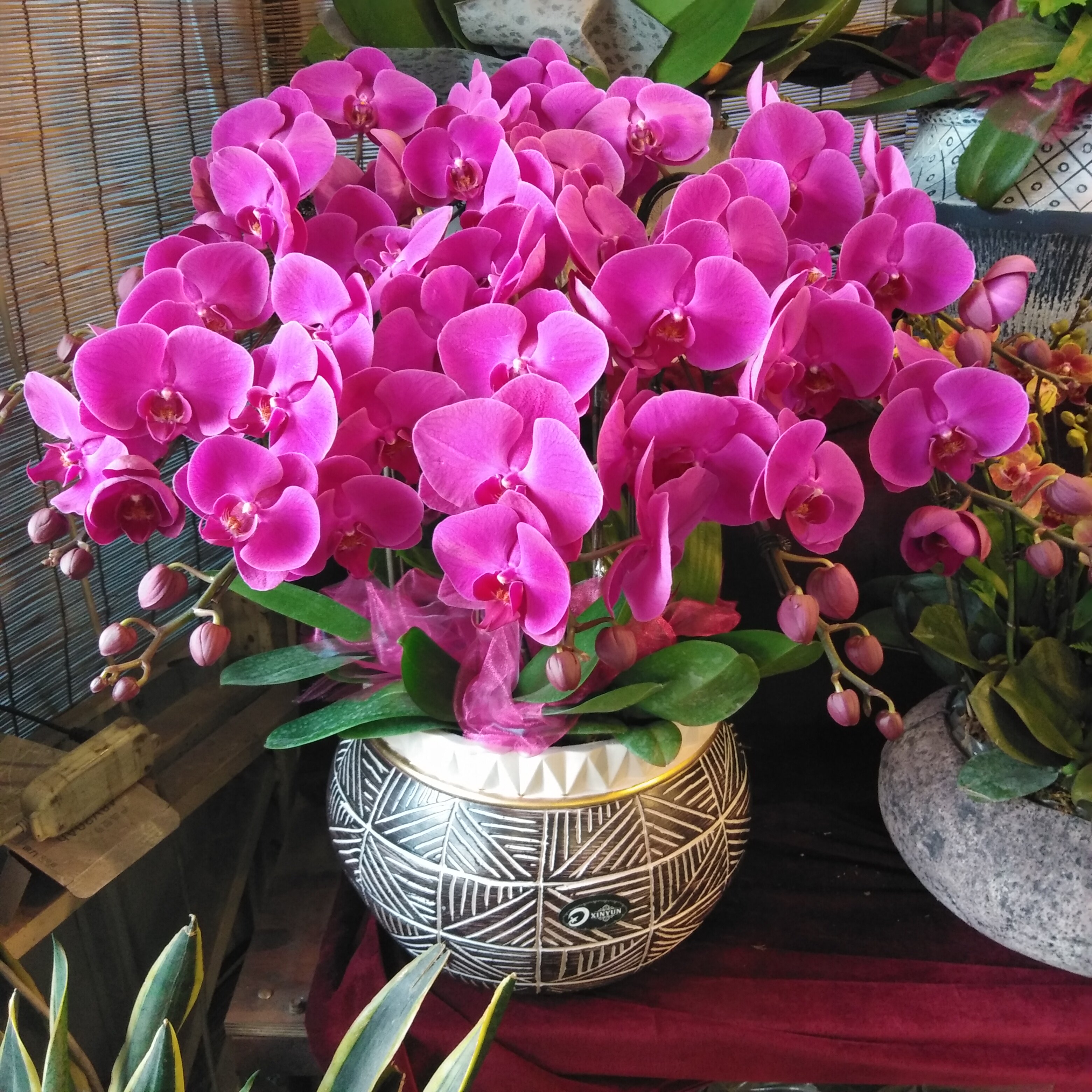 一折春节花卉盆栽