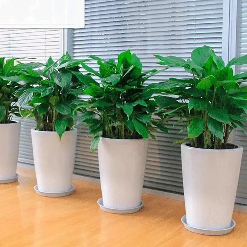 万年青盆栽绿巨人金钻中型植物办公室内前台走廊过道常青净化空气