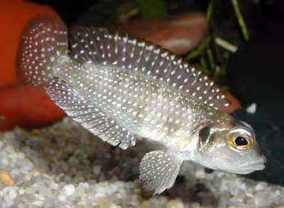 钻石贝鱼品牌精品汇聚_价格大全 pc版 -最宠网