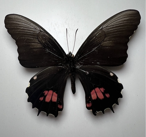 丰收芷凤蝶 papilio isidorus isidorus 原蝶标本未展翅真蝴蝶