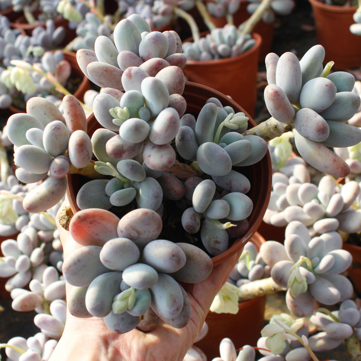 多肉植物橙雪球红粉知己原始奶酪老桩群生(满78包邮偏远