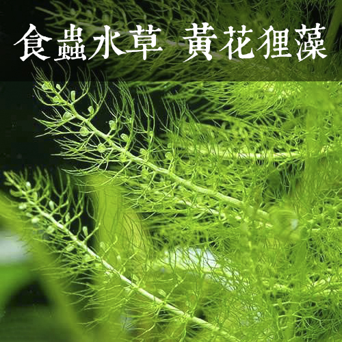 狸藻水草百科_草缸造景_品种图鉴_培育种植_sbike