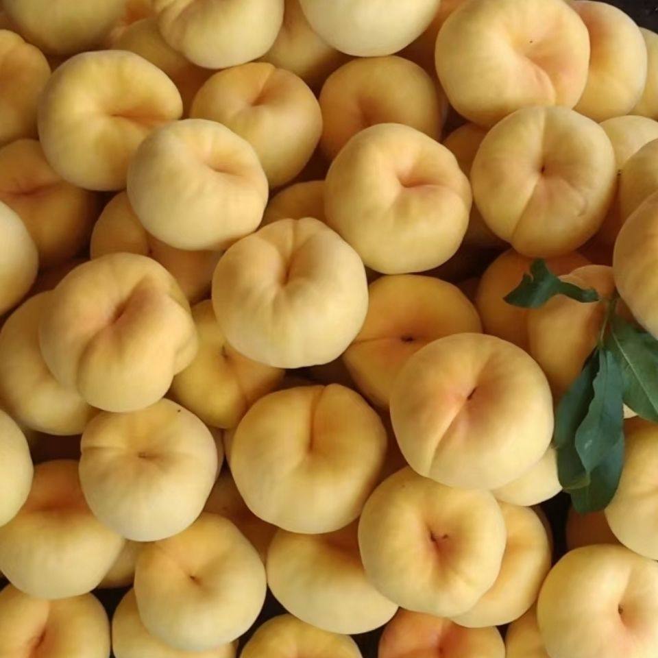 新鲜水果黄金蟠桃5斤包邮现摘现发当季扁桃纯甜黄金桃子整箱