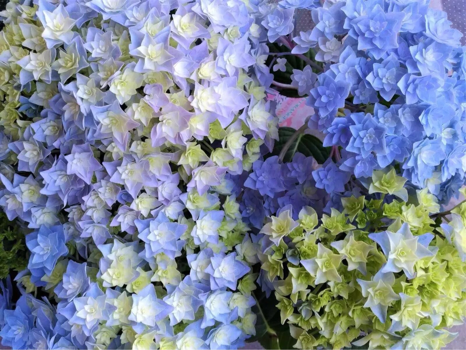 新品绣球花苗 埃及艳后彩梦性感女神 牵牛星安妮公主 恋物语饰品