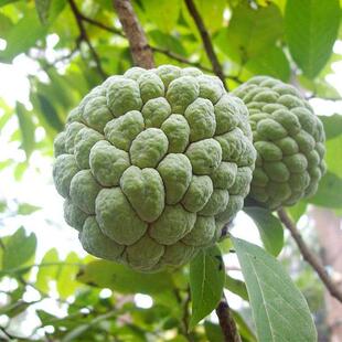 gama台湾大目释迦牛奶释迦果水果新鲜包邮当季番荔枝应季佛头果