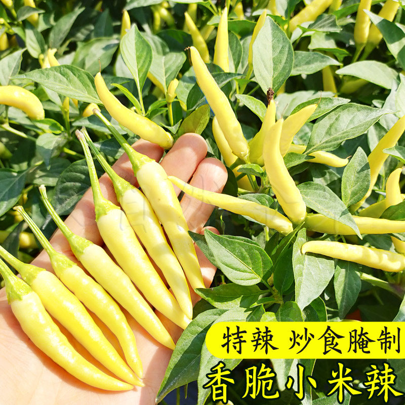 小米辣椒种子朝天椒种籽小白黄泡椒辣椒特辣四季盆栽蔬菜种孑春季
