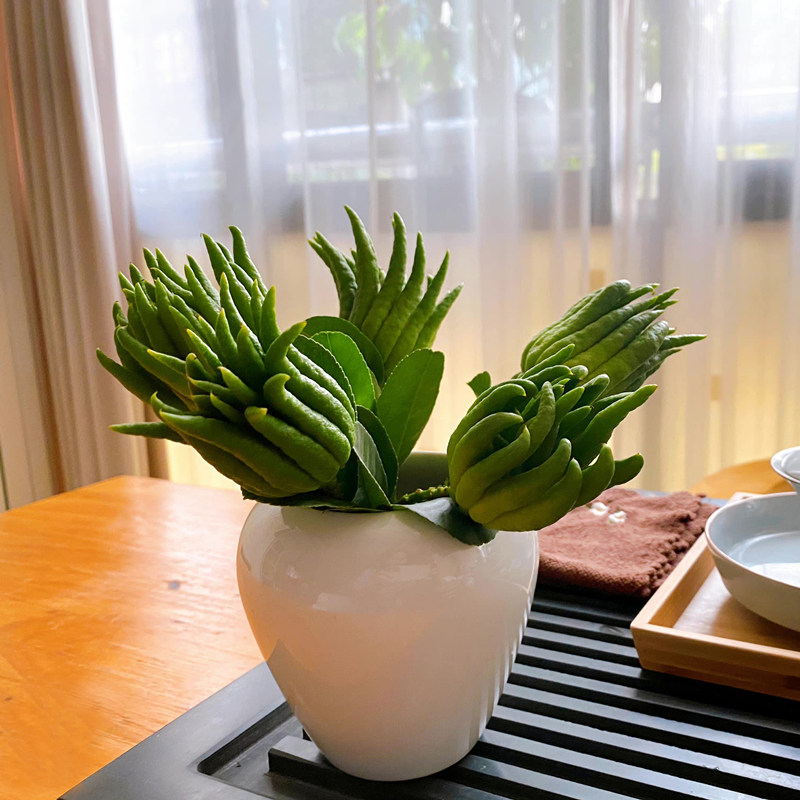 现摘现发金华佛手带枝水养观赏清供佛手柑大佛手瓜水培佛手果新鲜