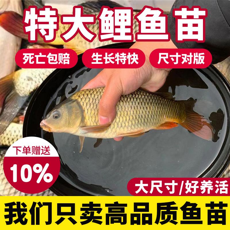 鲤鱼鱼苗淡水养殖食用特大稻花鱼稻田鲤建鲤裸鲤鱼苗红尾鲤鱼鱼苗