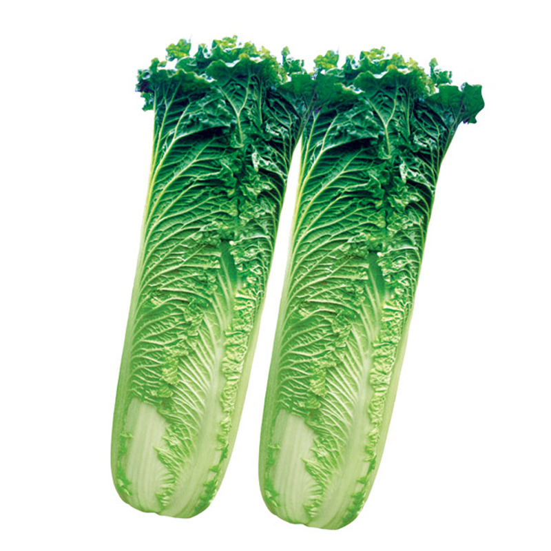 晋菜三号白菜种籽大白菜种子长筒白菜籽庭院菜园蔬菜种子孑籽