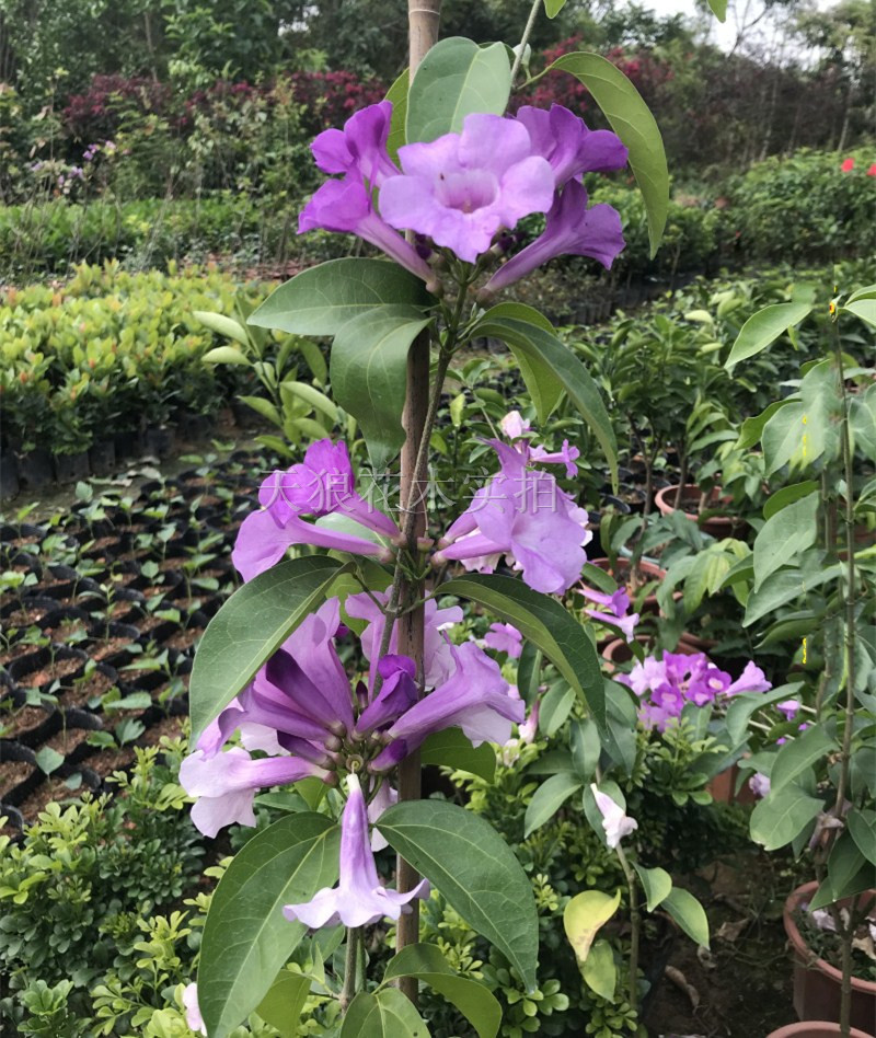 蒜香藤爬藤植物盆栽庭院阳台美观紫铃藤绿篱芳香驱蚊杀虫易养花苗