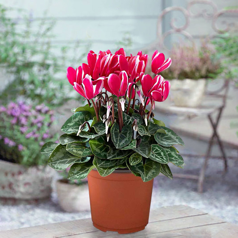 原生仙客来盆栽四季易活植物带花大花 庭院阳台花卉室内好养绿植