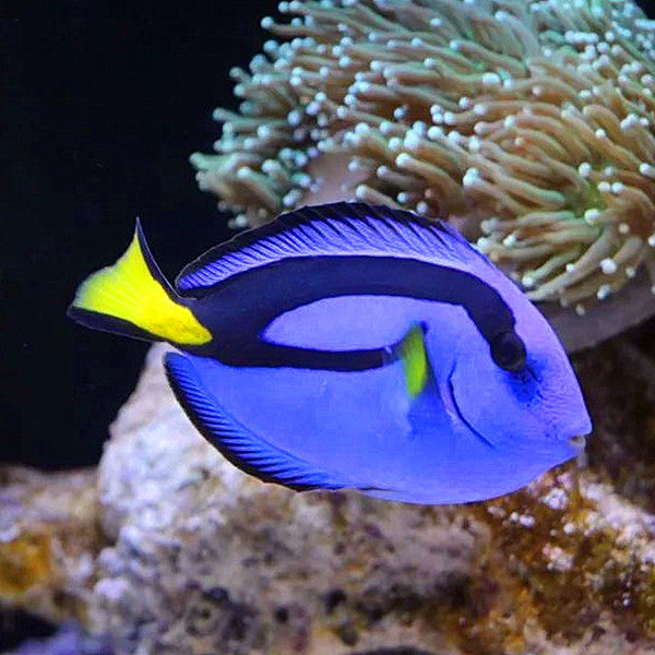 渔场包赔 单条可发 蓝调 篮兰蓝吊-海水鱼/观赏鱼/活体 /珊瑚水族