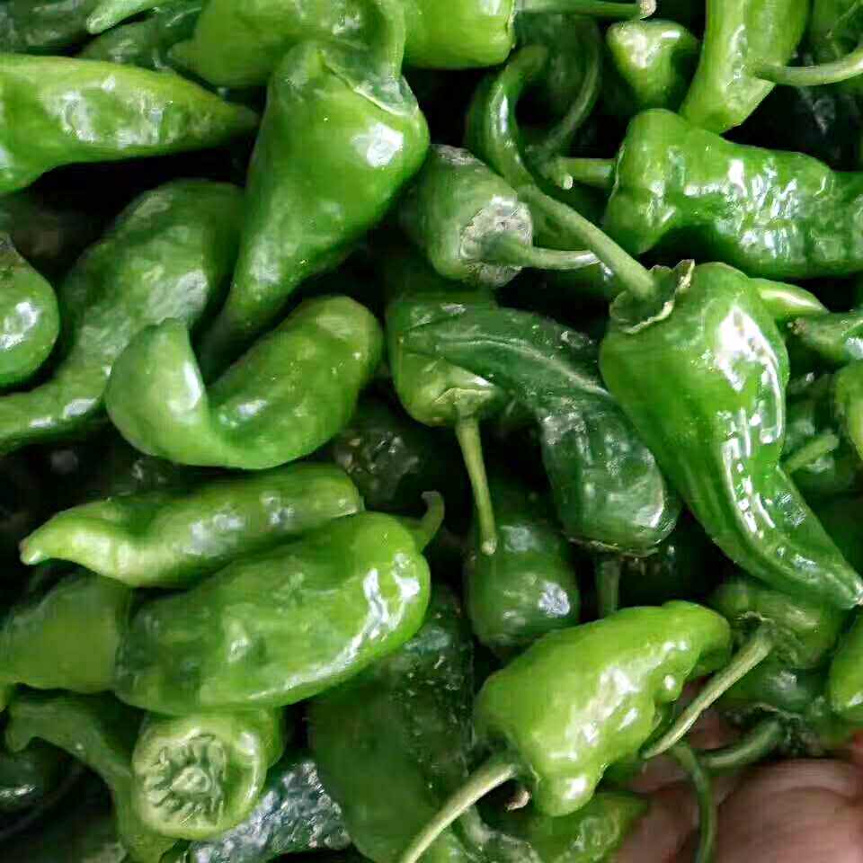 3斤包邮江西特产正宗余干辣椒新鲜余干辣椒丰收辣椒现摘一斤