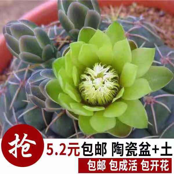 绯花玉会开花仙人球仙人掌多肉植物室内开花办公室防辐射桌面绿植