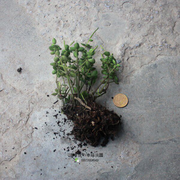 24厘米野生山乌龟 金不换种球块根多肉室内袖珍花卉盆景盆栽植