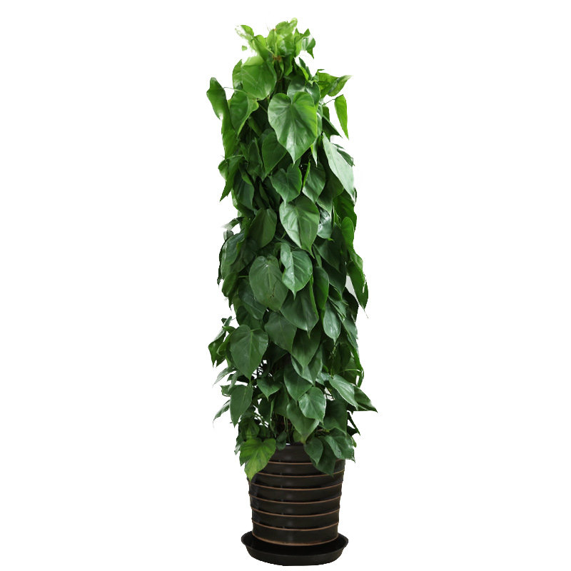 办公室大盆栽植物青苹果心叶藤大额优惠券