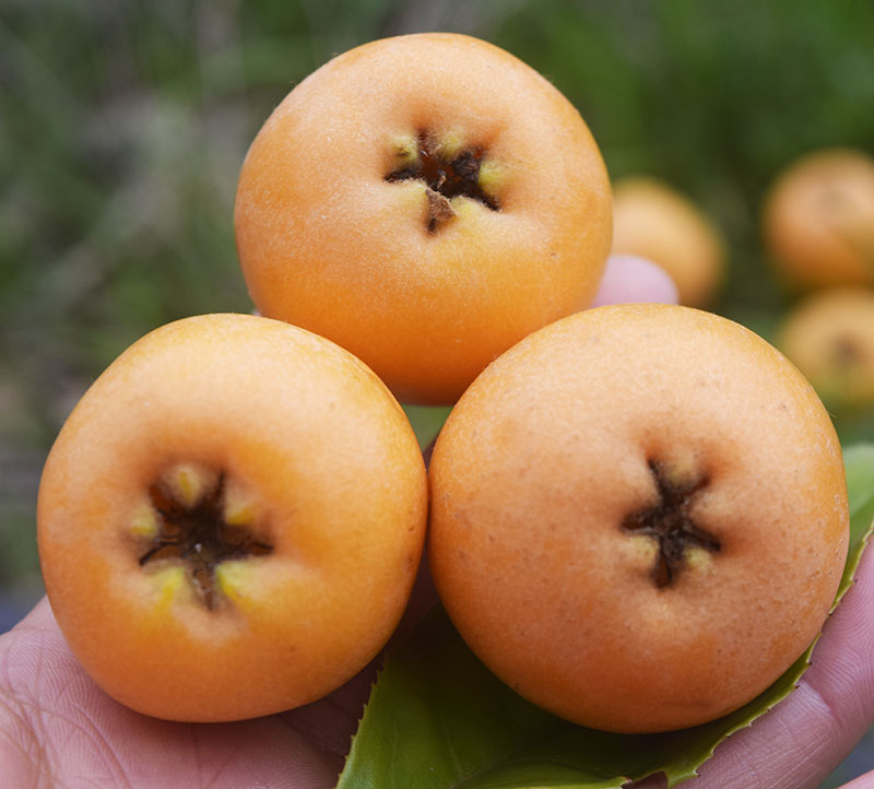 大凉山德昌县大五星甜枇杷精品5斤包邮特大果时令新鲜果孕妇宝宝