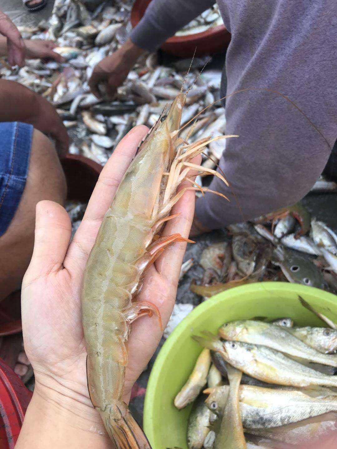 【现场直播】鲜活野生白对虾12头一斤大白对虾新鲜