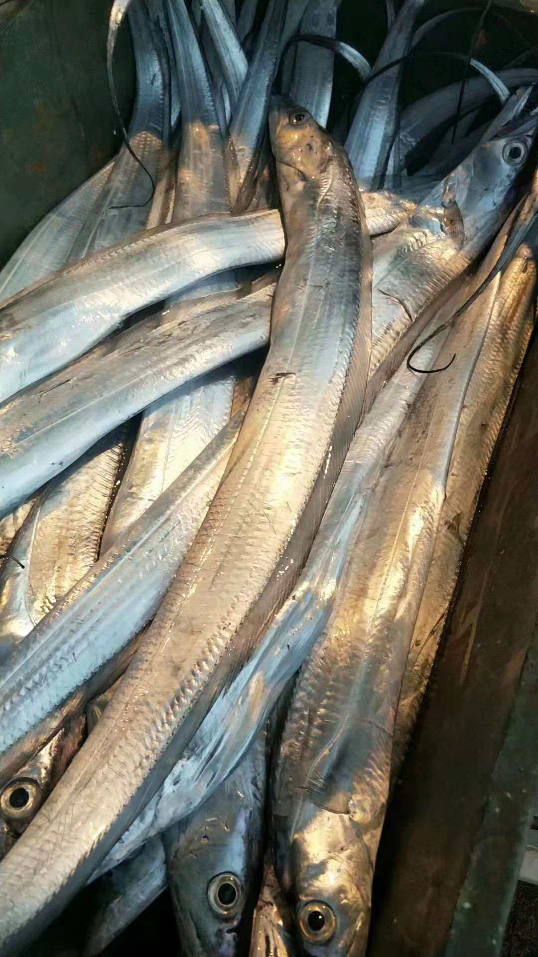 带鱼大全——其他用品