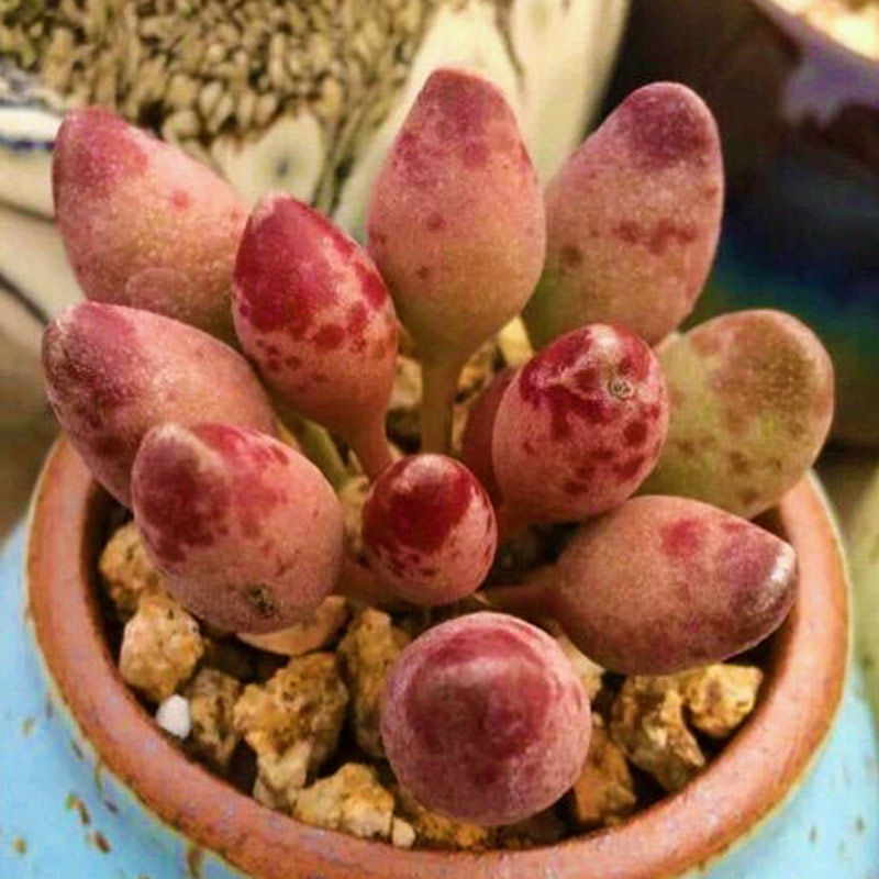 稀有多肉 水泡_多肉植物新款稀有贵货景天鼓槌水泡办公室阳台桌面萌