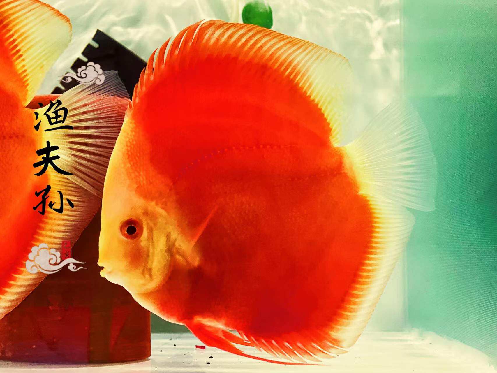 七彩燕七彩神仙鱼热带鱼活体小型淡水鱼观赏红色鱼苗精品白化红金