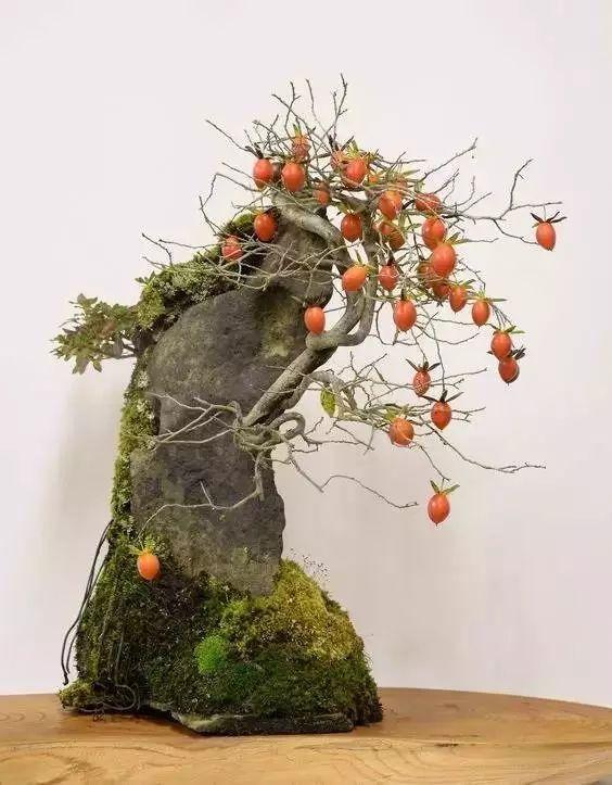 老鸦柿树桩盆景野柿子庭院观果植物母桩盆栽绿植桩三年挂果裸根