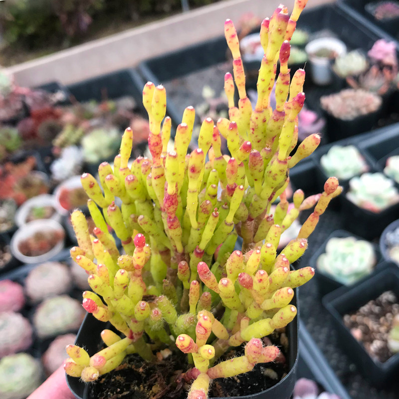 多肉植物【莲藕木偶人】防辐射绿植盆栽创意迷你花卉新款稀有贵货