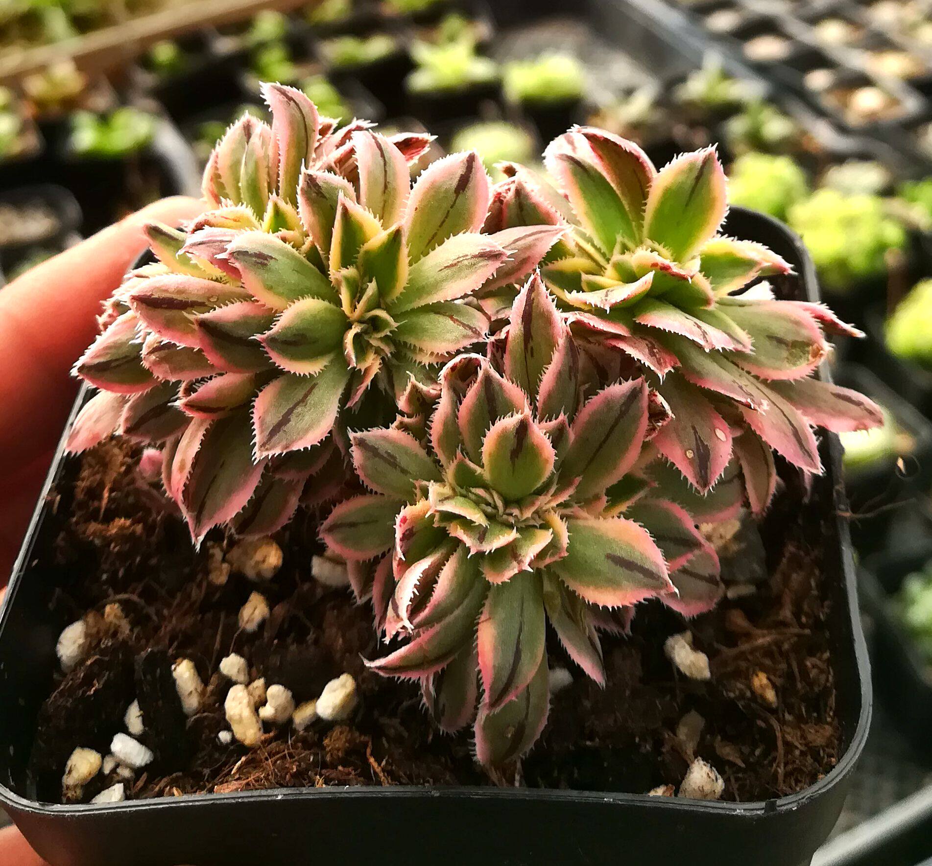 绿植灿烂缀化新款稀有货多植物防辐射多肉植物