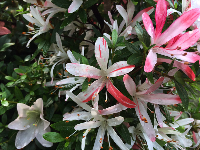 皋月杜鹃:梦花火yumehanabi