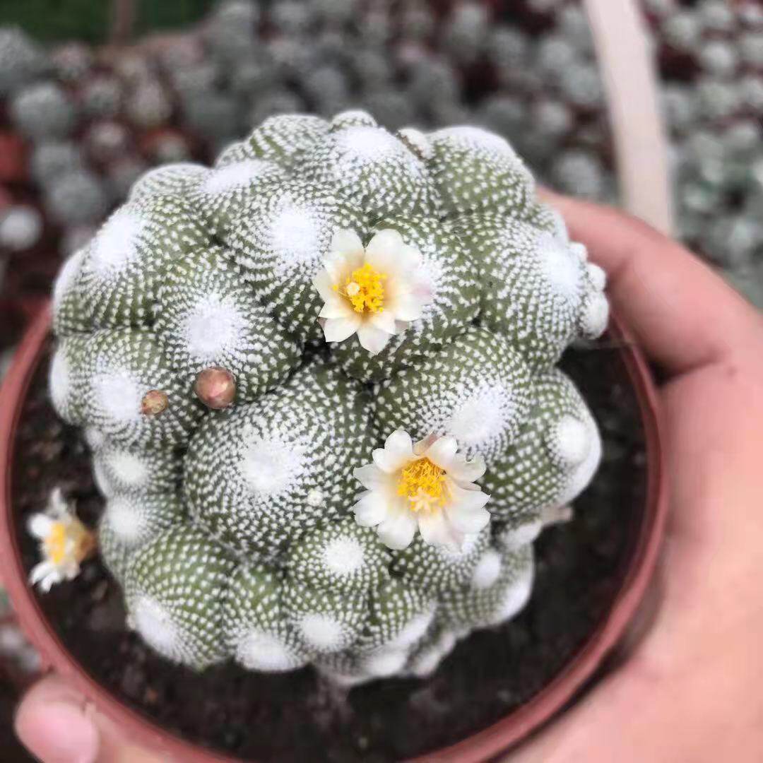 一折稀有仙人球 三只蝴蝶_稀有仙人球松露玉无刺多肉植物室内桌面花卉