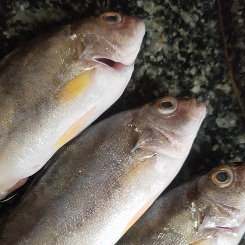 深海丁公鱼湛江特产新鲜当天海钓野生海鱼百利来鱼海鲜水产1斤装