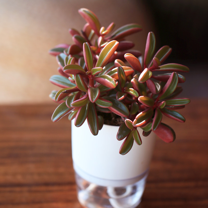 多肉植物红背椒草