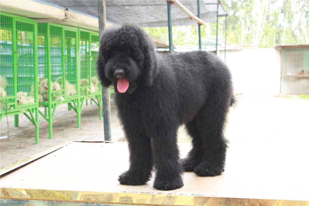 北京犬舍纯种灰色巨型贵宾犬巨贵幼犬活体出售贵妇犬泰迪宠物狗狗