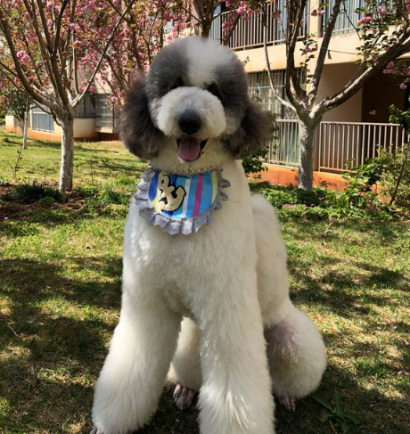 广州出售活体巨型贵宾犬巨贵幼犬纯种白色贵妇犬泰迪宠物狗狗