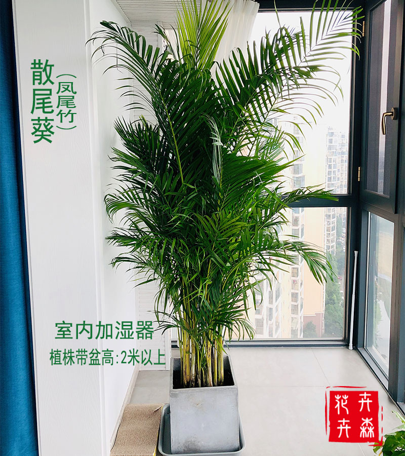 成都大型会场散尾葵盆栽植物凤尾竹办公室净化空气观叶绿植花卉