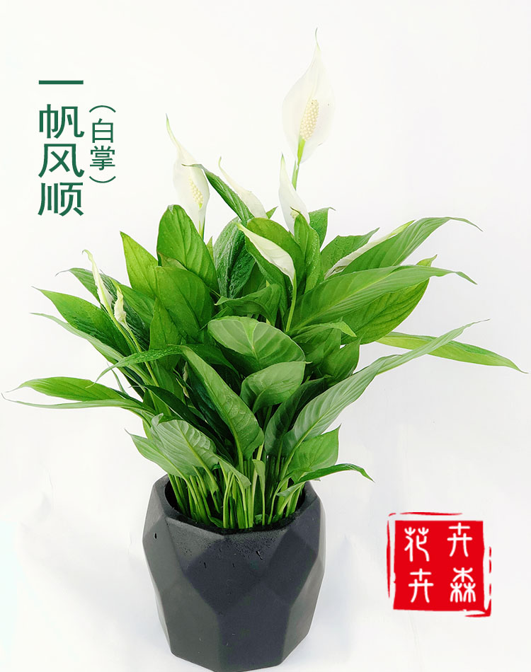 白掌盆栽植物室内一帆风顺四季常青吸甲醛办公室绿植观花花卉成都