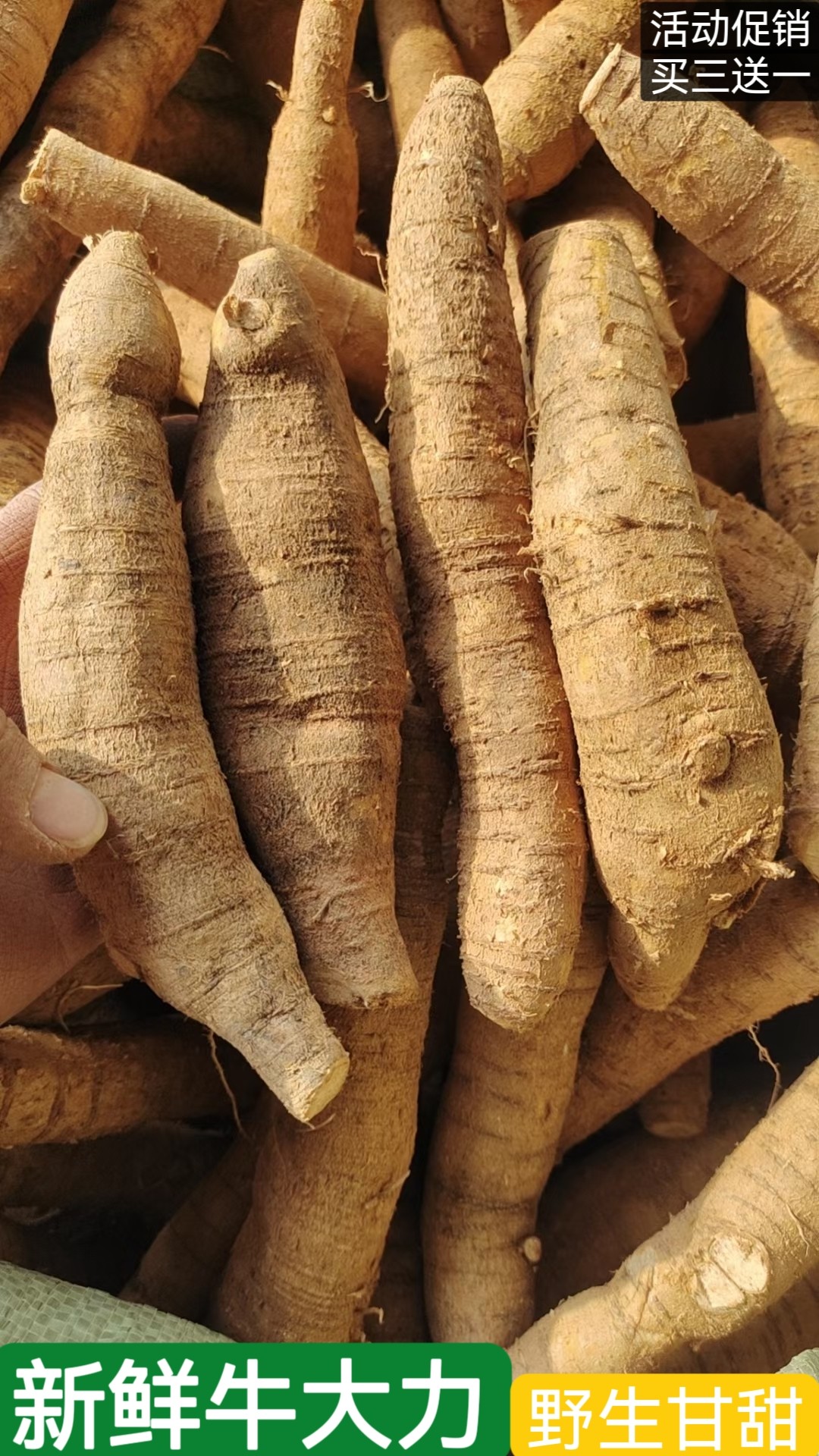 深山牛大力野生新鲜粉薯正品500g滋补煲汤养身体金钟根中药材泡酒