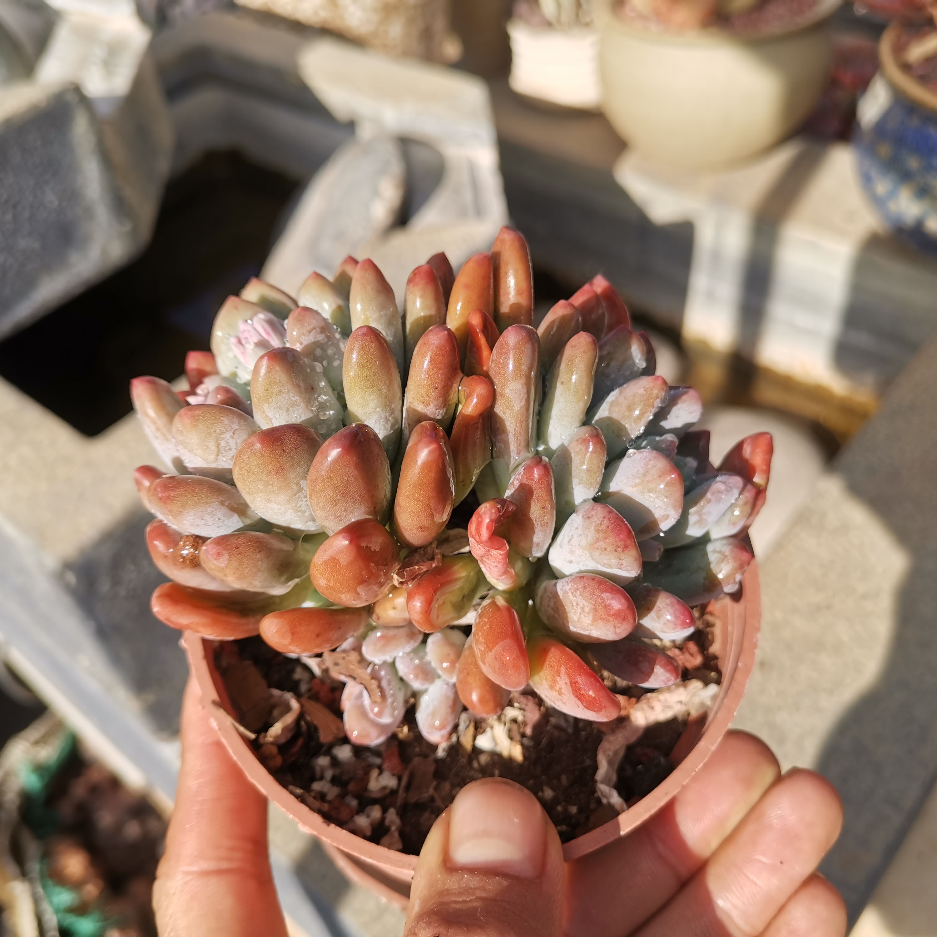 信心花舍灯美人老桩群生稀清棚多肉植物控型精品新手盆栽一物一拍