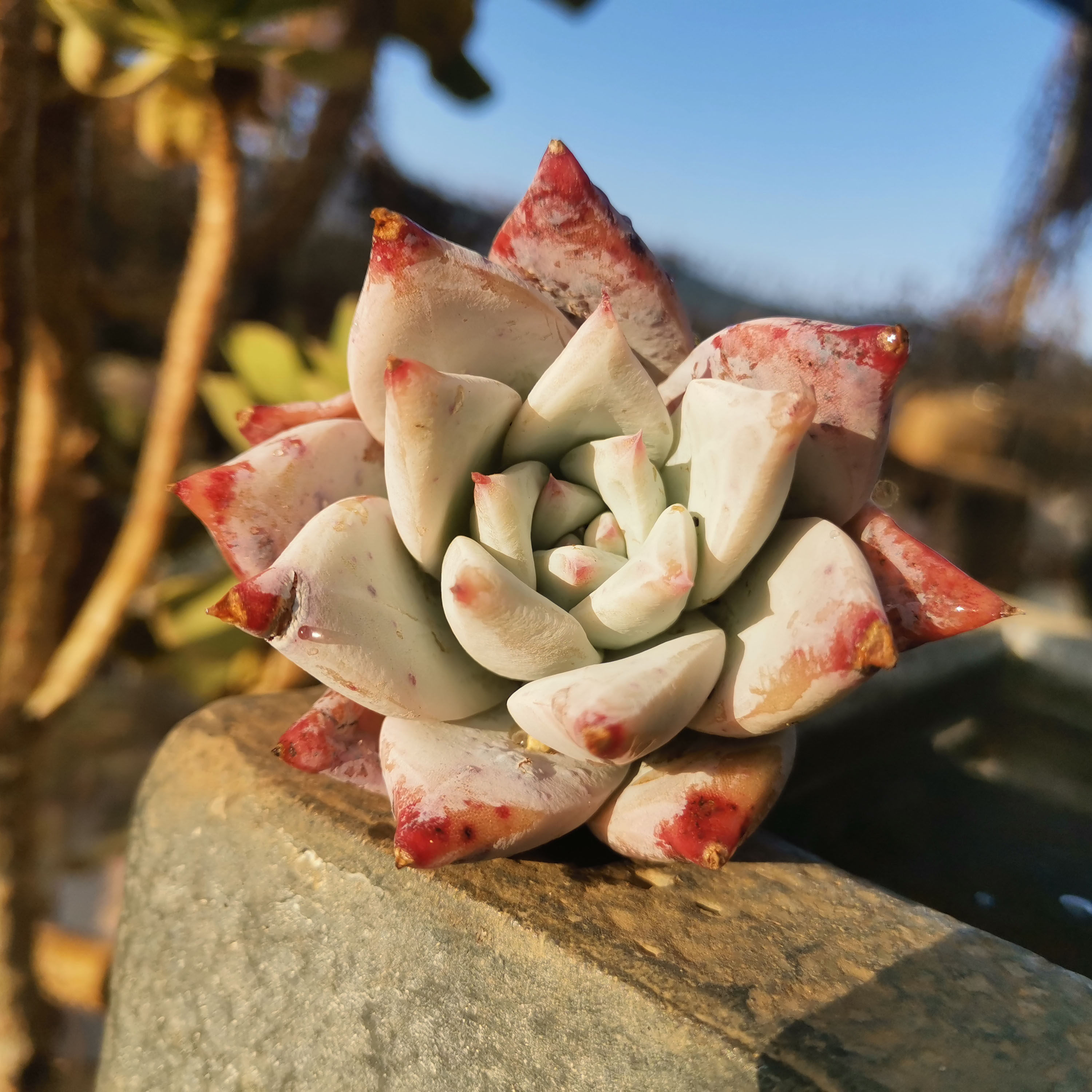 信心花舍原始卡罗拉野卡多肉植物新手盆栽花卉办公室除甲醛实拍