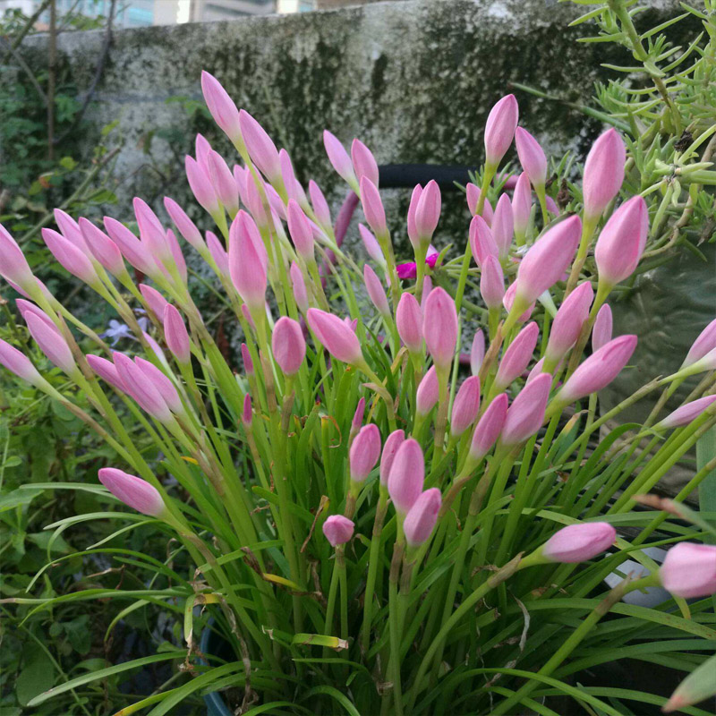 【包活】粉色风雨兰球根韭菜莲植物花韭阳台庭院盆栽容易开花新手