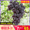 现摘浙江浦江巨峰葡萄新鲜夏季水果孕妇整箱金华巨丰甜葡萄礼盒5 现摘浙江浦江巨峰葡萄新鲜夏季水果孕妇整箱金华巨丰甜葡萄礼盒5