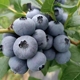 凉山高山露天新鲜蓝莓孕妇儿童辅食现摘现发1斤一盒冷链当季水果