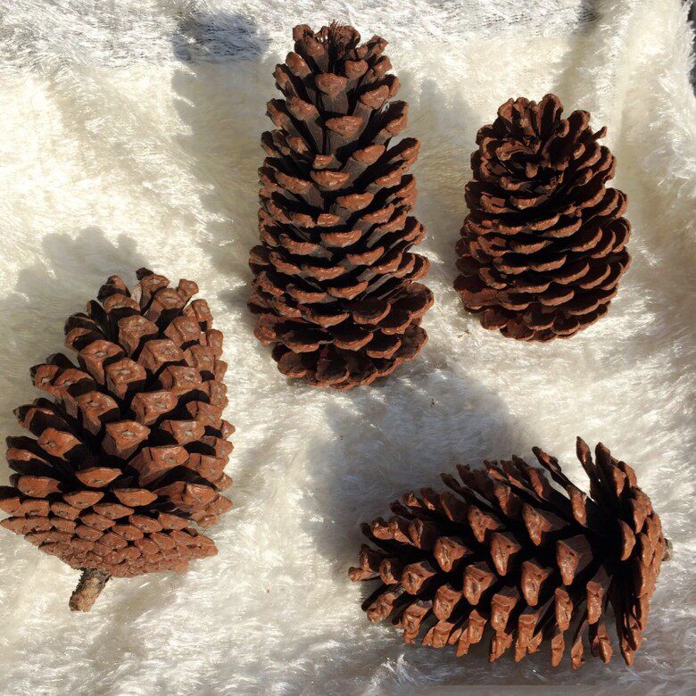 松果松塔松球大松果特大超大松果松松果圣诞树挂美国松圣诞松树果