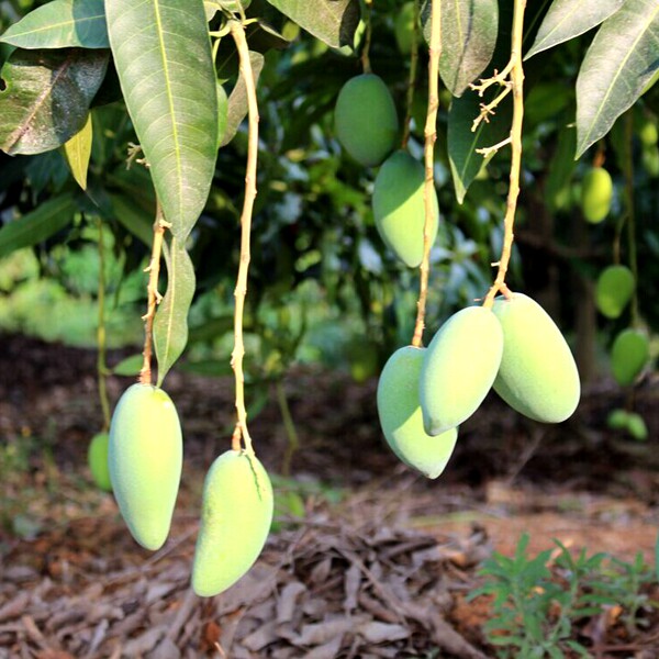 点 海南小台农芒果5斤包邮 树上熟现摘现发 冬季里最香甜的芒果