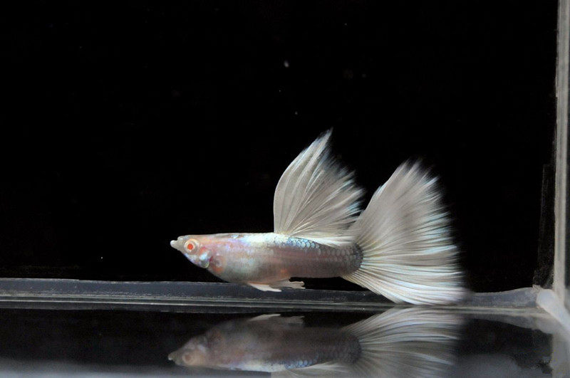 礼服孔雀鱼瓷白白金黄白子活体观赏鱼热带热带鱼鱼