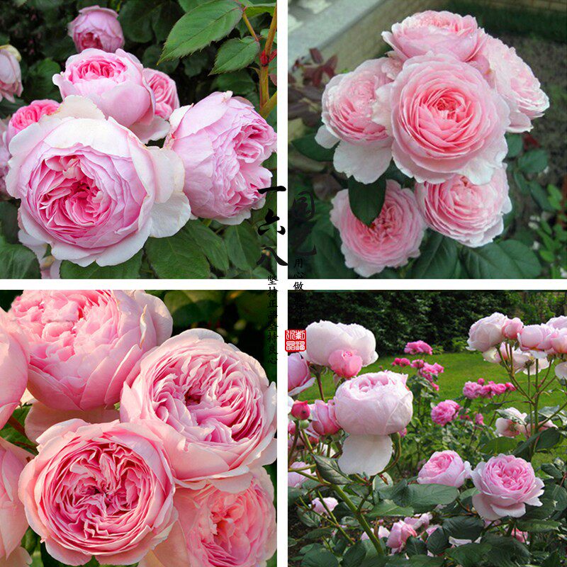 欧月奥斯汀杰夫汉密尔顿月季花浓香多季开花藤本爬藤月季赛蔷薇