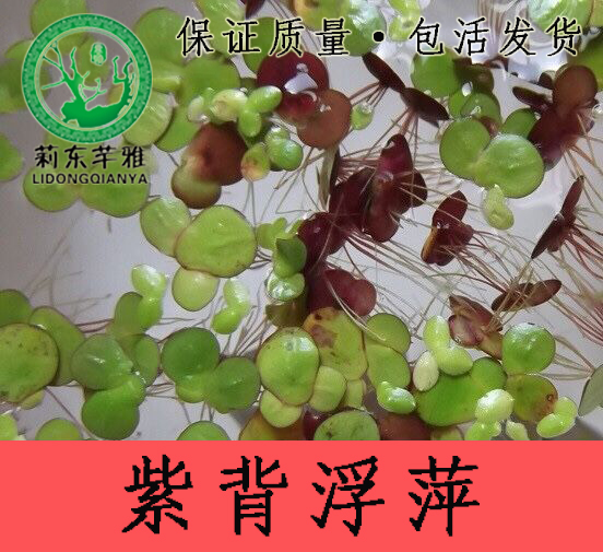紫背浮萍淡水活体植物净化水质美化鱼缸池塘观赏造景养殖适用推荐