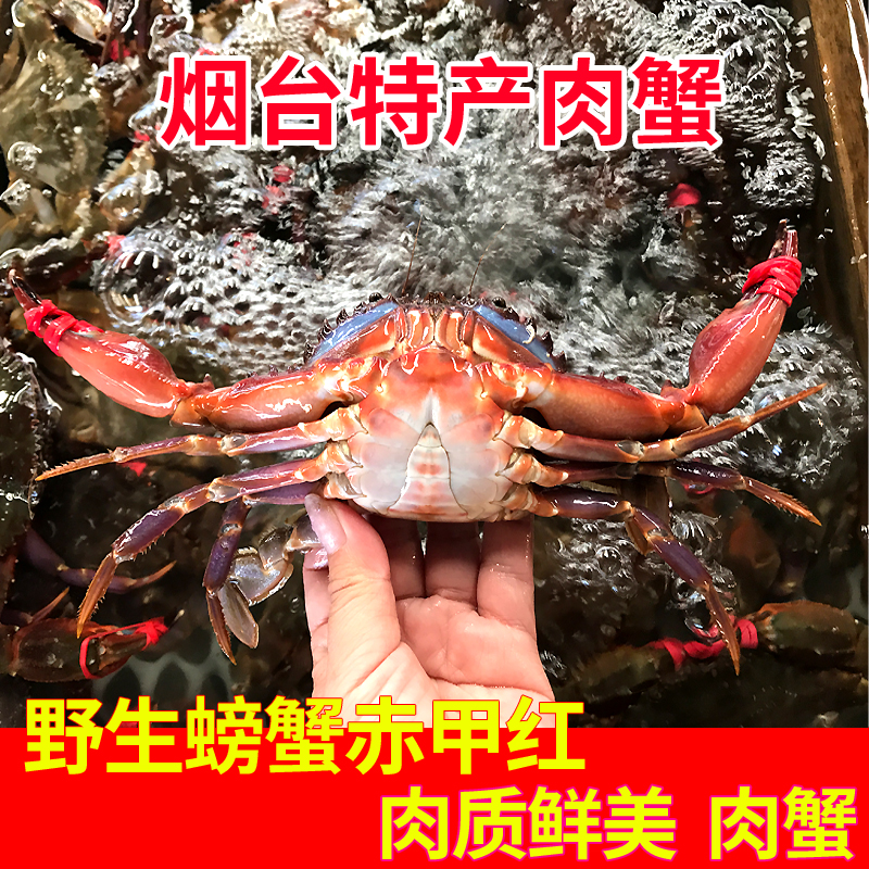 赤甲红鲜活野生海蟹石甲特大螃蟹海鲜大石蟹花盖红腿梭子蟹大闸蟹