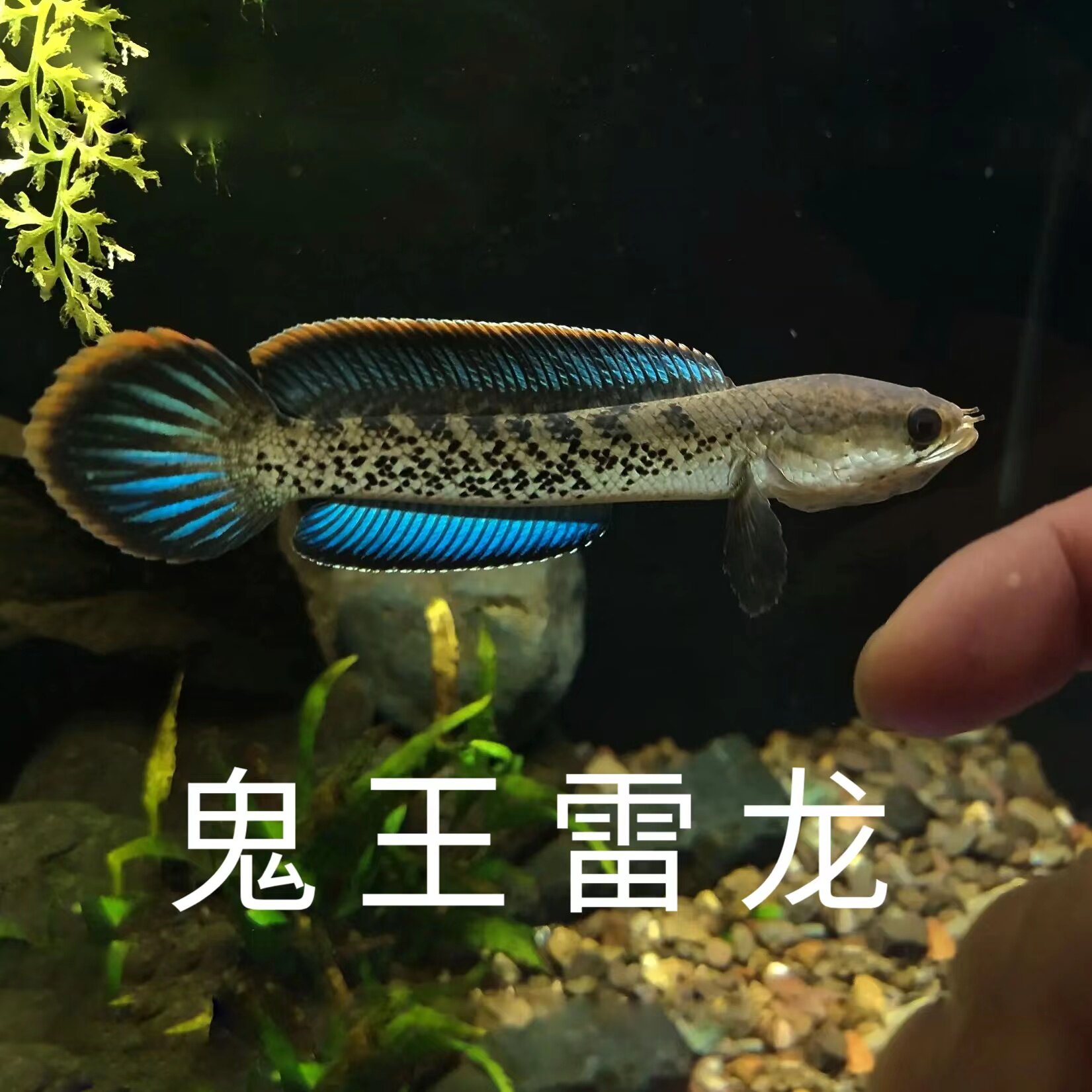 黄金眼镜蛇雷龙